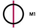 M1